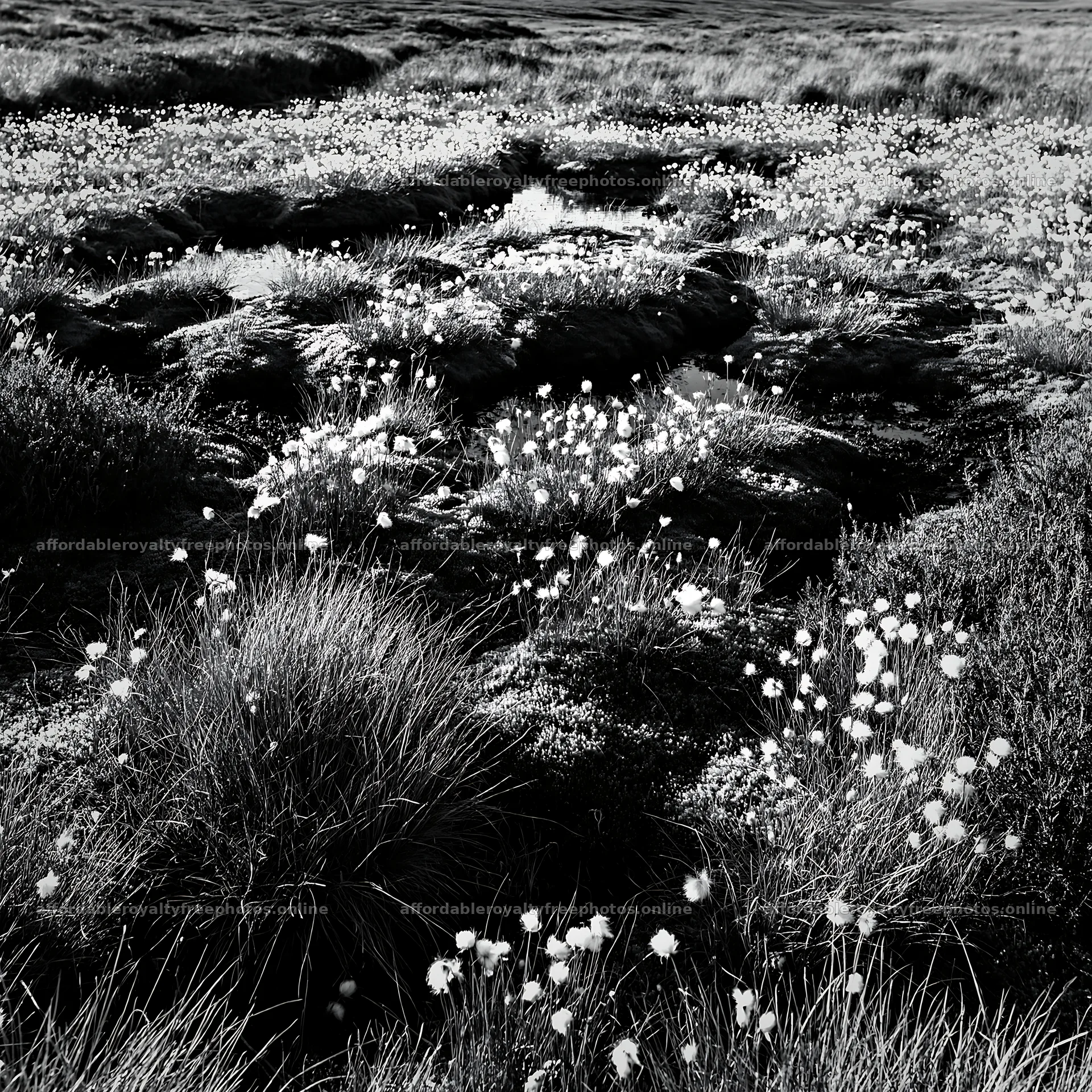 Cottongrass meadow glow under bright sunlight – royalty-free photos 7938x7938