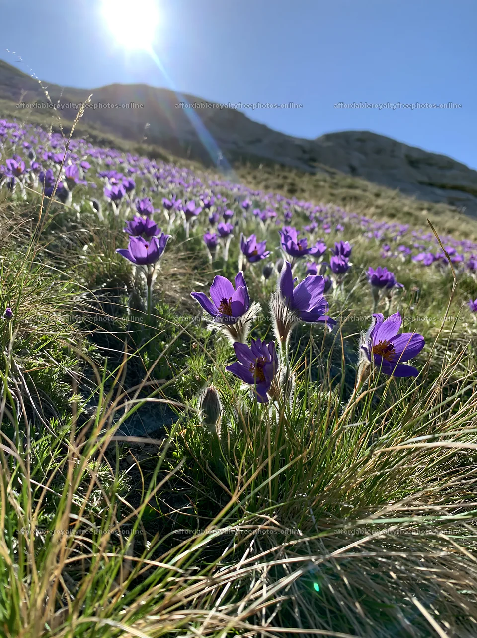 Sunny meadow filled with pasqueflowers – royalty-free photos 6866x9174