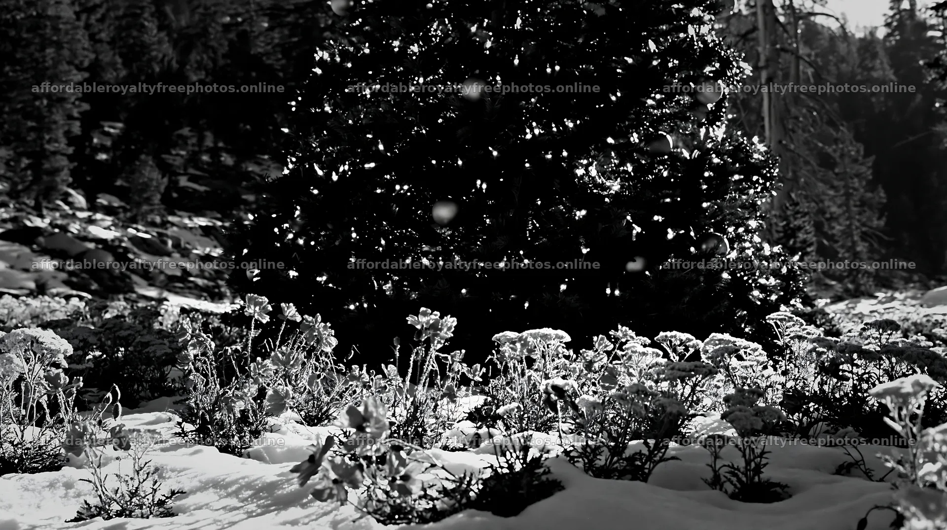 Christmas tree in mountain meadow surrounded by snow – royalty-free photos 10608x5938
