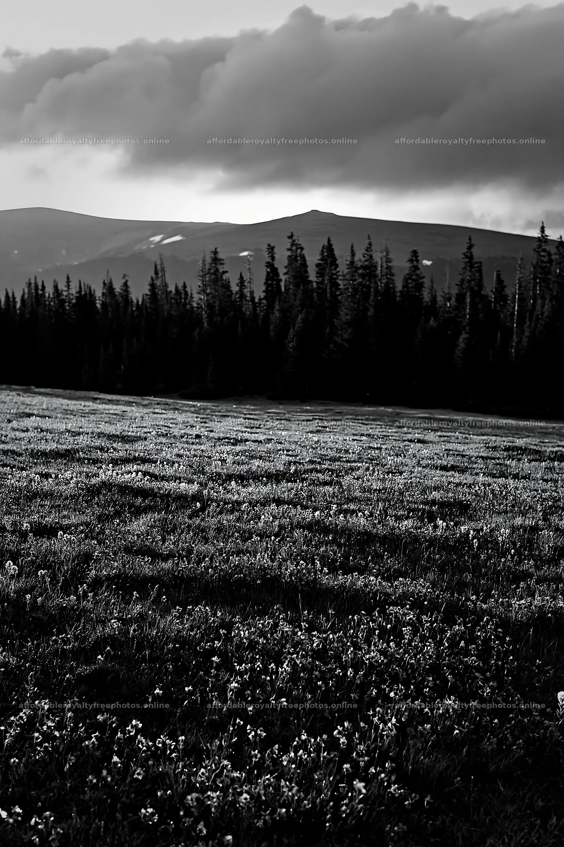 Snowy Rocky Mountain Park meadow with flowers and trees – royalty-free photos 6480x9722
