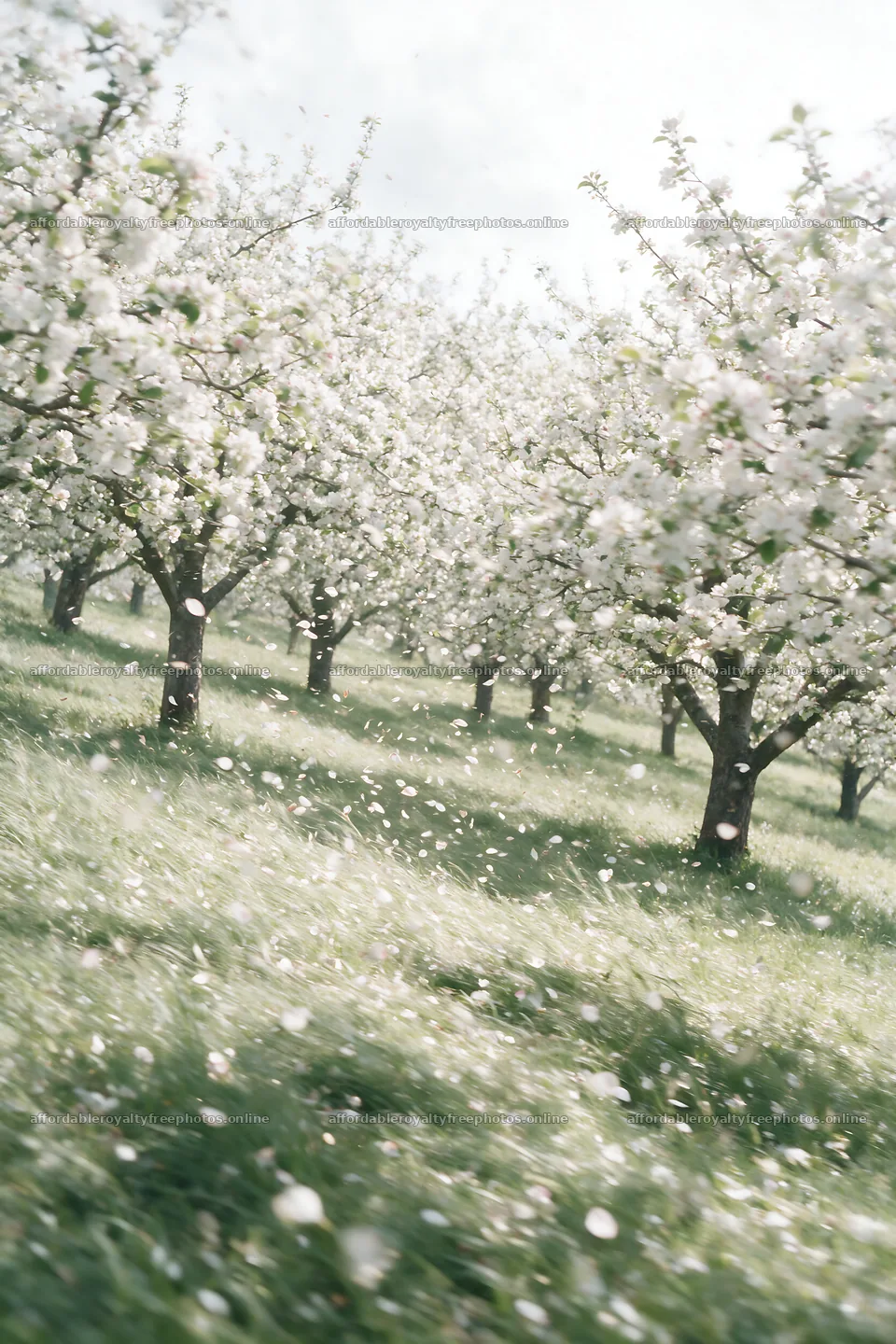 Hillside apple meadow with flowering trees and falling – royalty-free photos 6480x9722