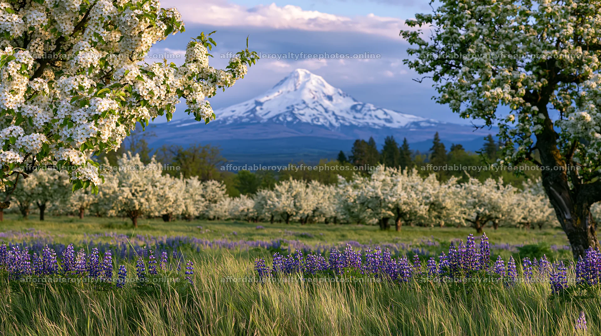 Spring orchard meadow with snow-capped mountain in – royalty-free photos 10608x5938