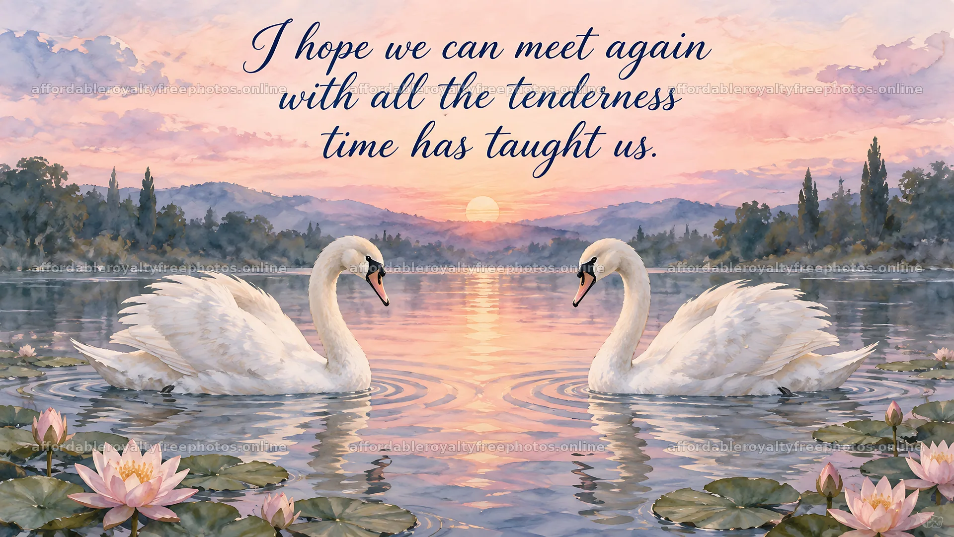 Swans at Sunset with Reunion Message – royalty-free photos 10324x5812