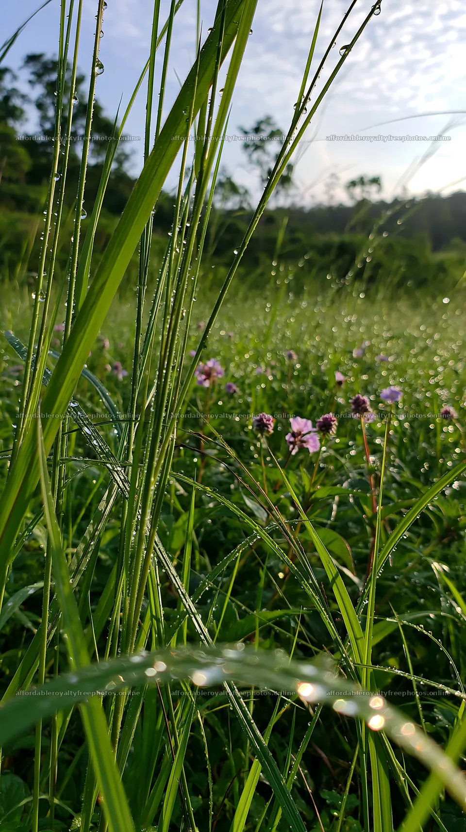 Kochi monsoon meadow rain beaded grasses filled with dew – royalty-free photos 5938x10608