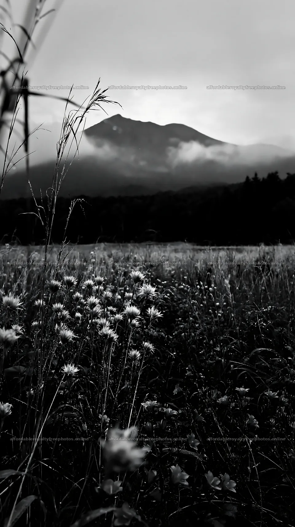Iwate rain refreshed meadow seedhead foreground with – royalty-free photos 5938x10608