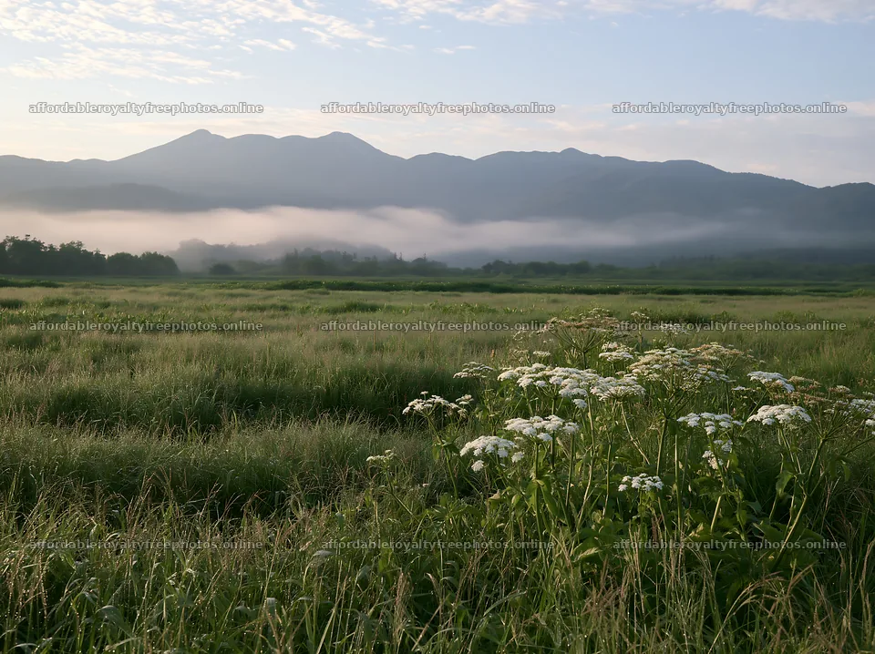 Expansive Hokkaido restoration meadow with dewdrops – royalty-free photos 9174x6866