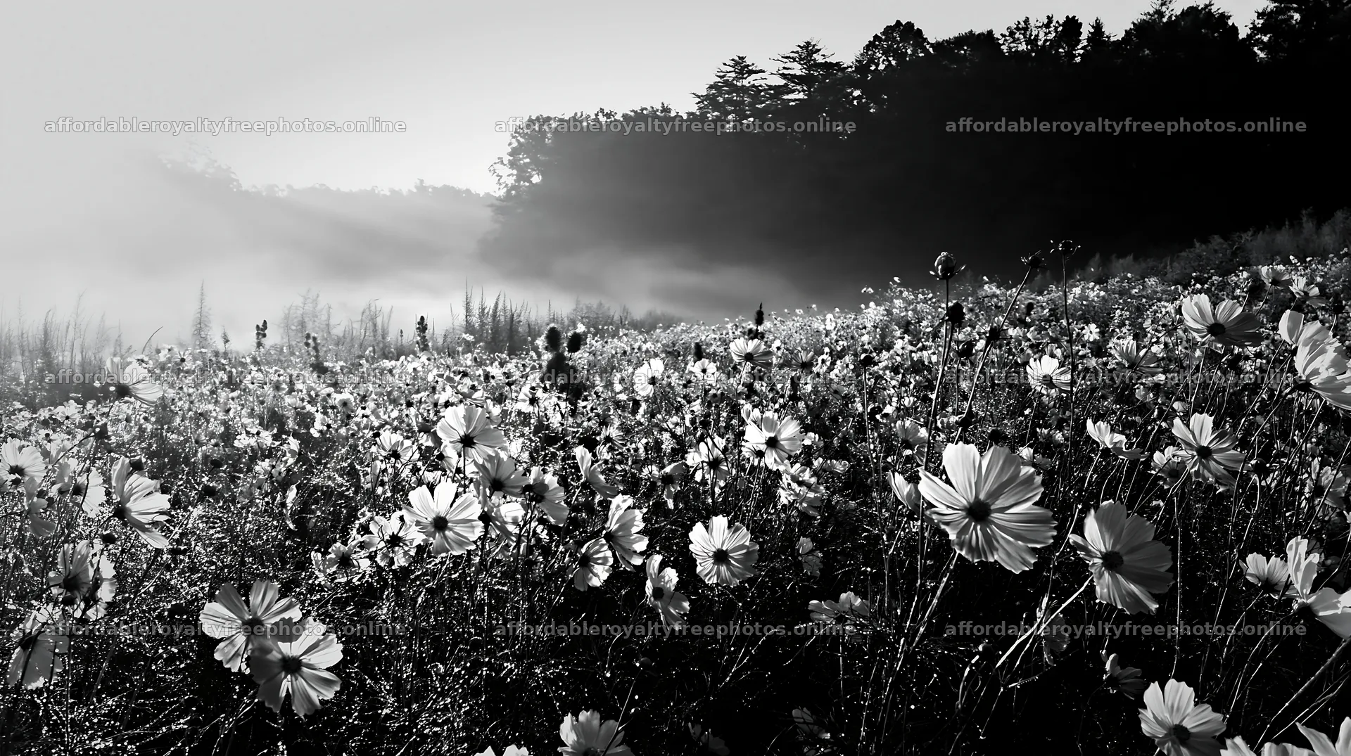 Colorful cosmos meadow in early morning light – royalty-free photos 10608x5938