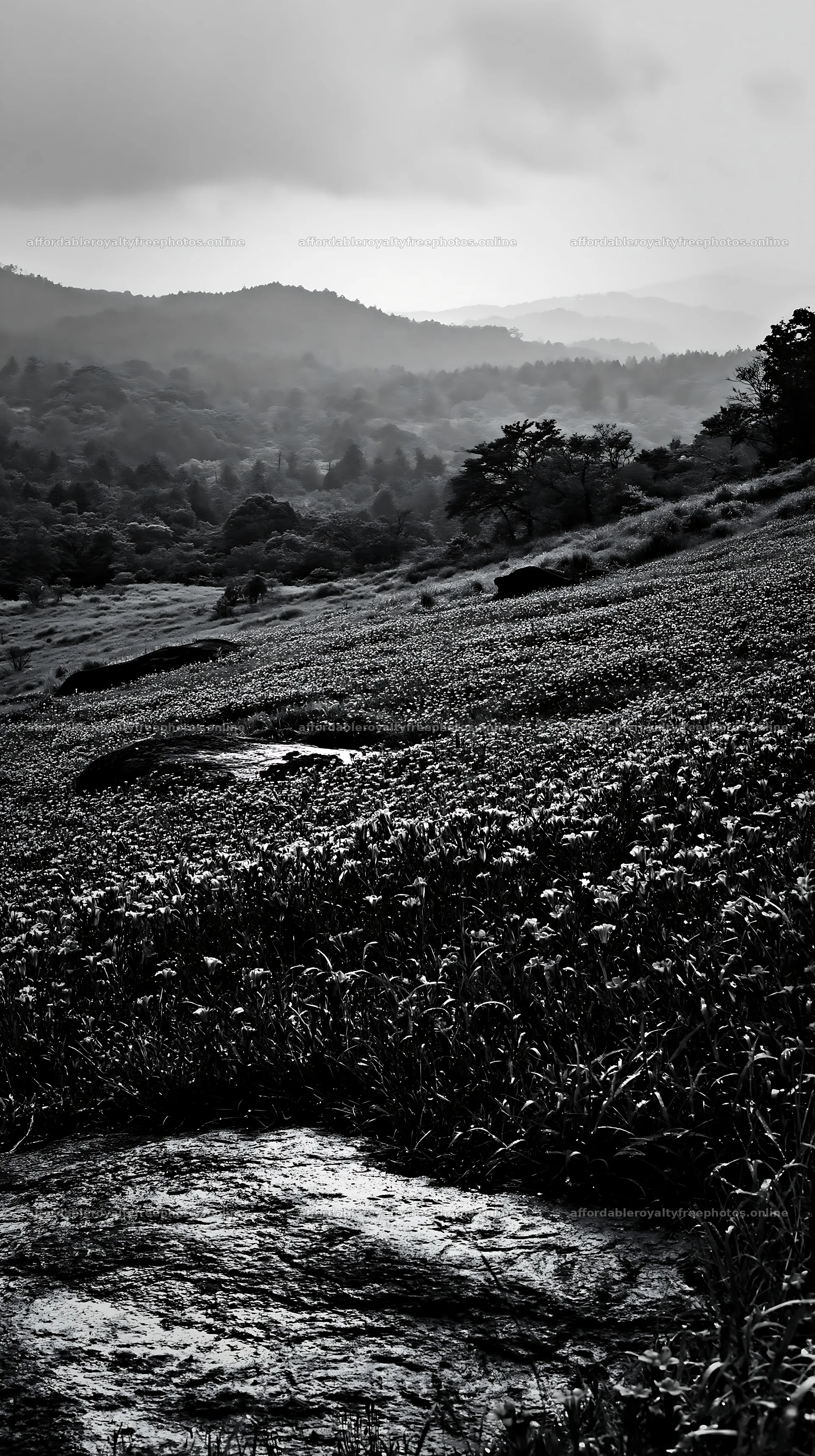 Hiroshima meadow during rain with smooth rocks in – royalty-free photos 5938x10608