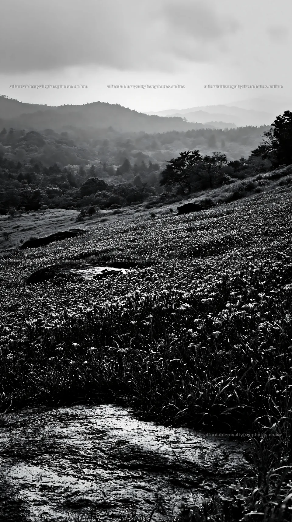 Hiroshima meadow during rain with smooth rocks in – royalty-free photos 5938x10608