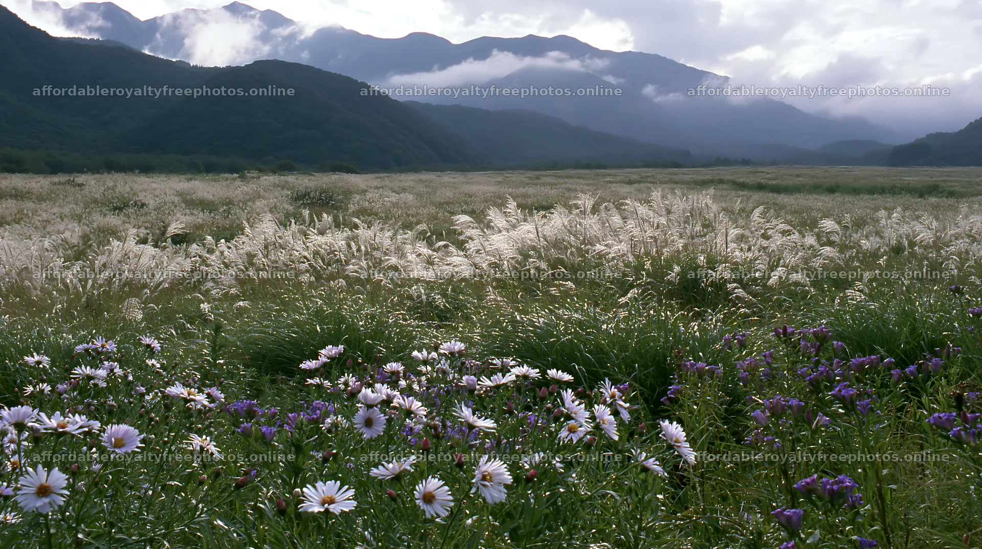Biodiverse silver grass meadow in Nagano with mountain – royalty-free photos 10608x5938