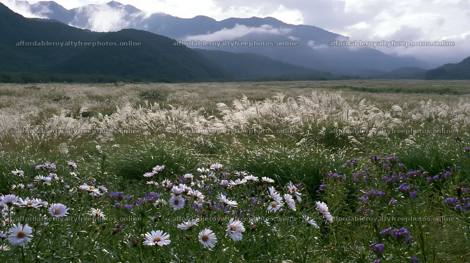 Biodiverse silver grass meadow in Nagano with mountain – royalty-free photos 10608x5938