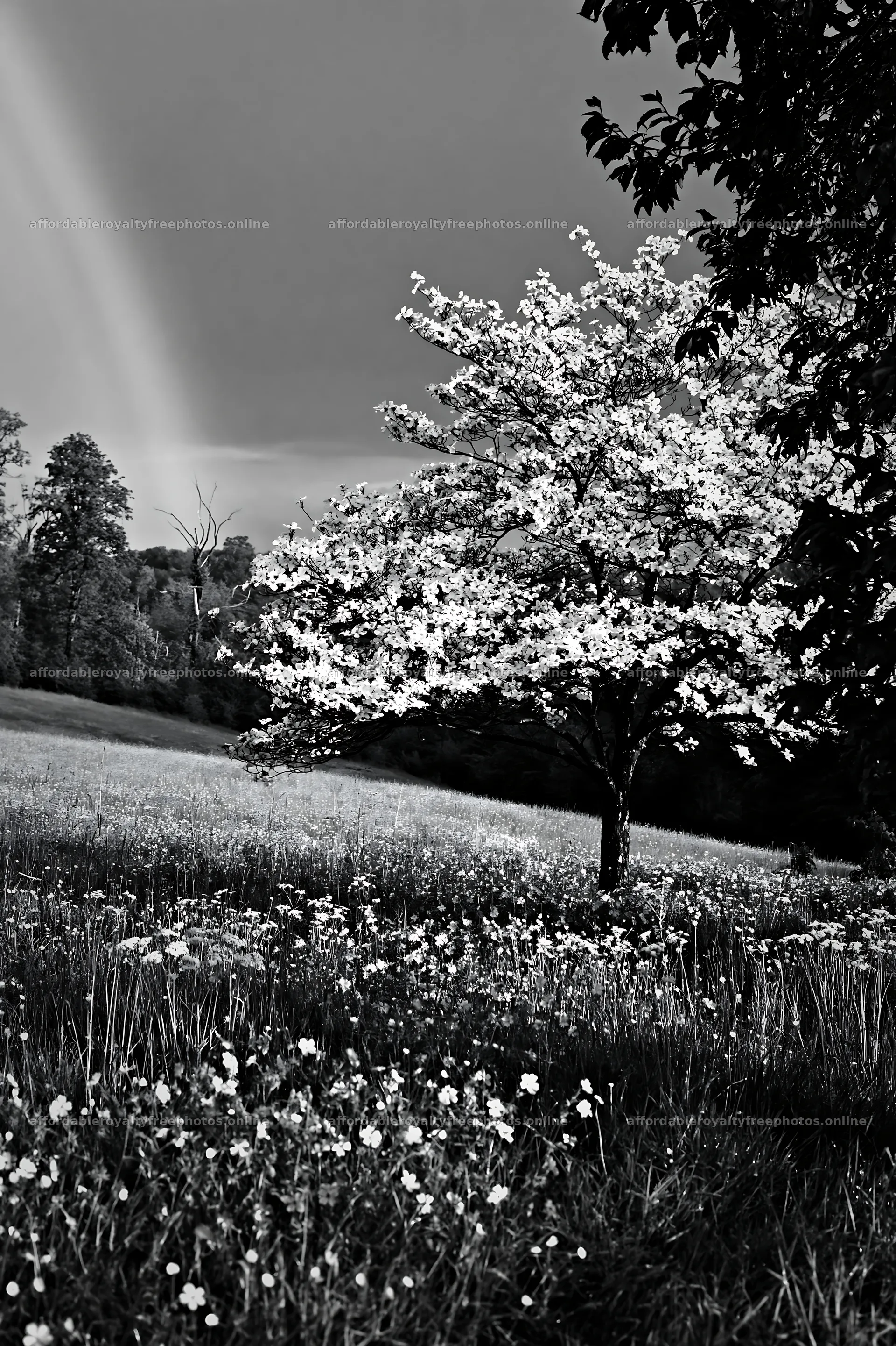 Easter tree stands at the edge of a meadow with flowers – royalty-free photos 6480x9722
