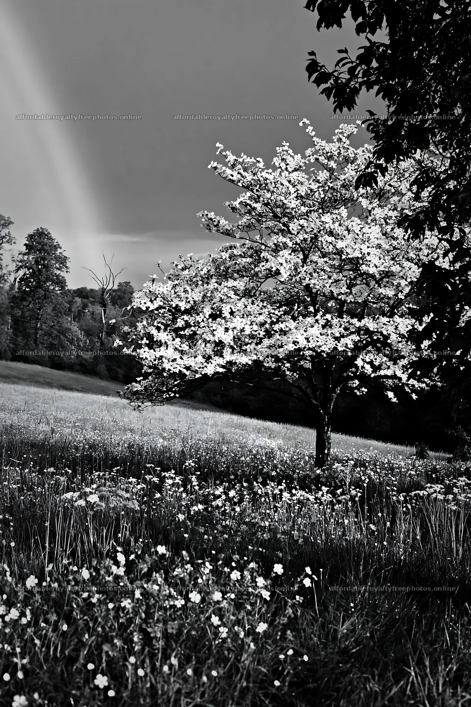 Easter tree stands at the edge of a meadow with flowers – royalty-free photos 6480x9722