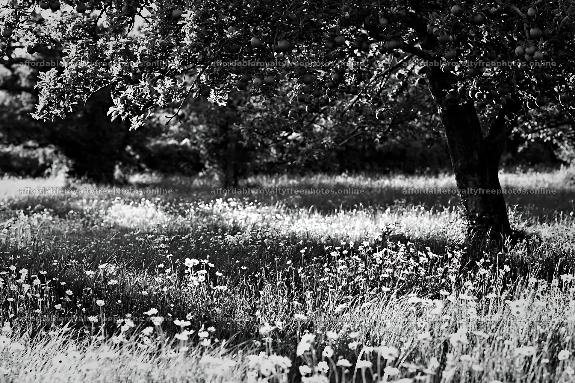 Seaside orchard meadow with trees and wildflowers – royalty-free photos 9722x6480