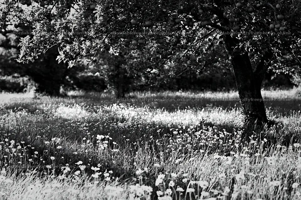 Seaside orchard meadow with trees and wildflowers – royalty-free photos 9722x6480
