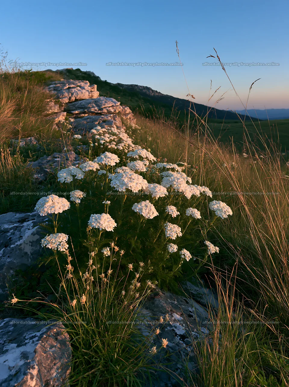 Twilight meadow with yarrow flowers near rocky hillside – royalty-free photos 6866x9174