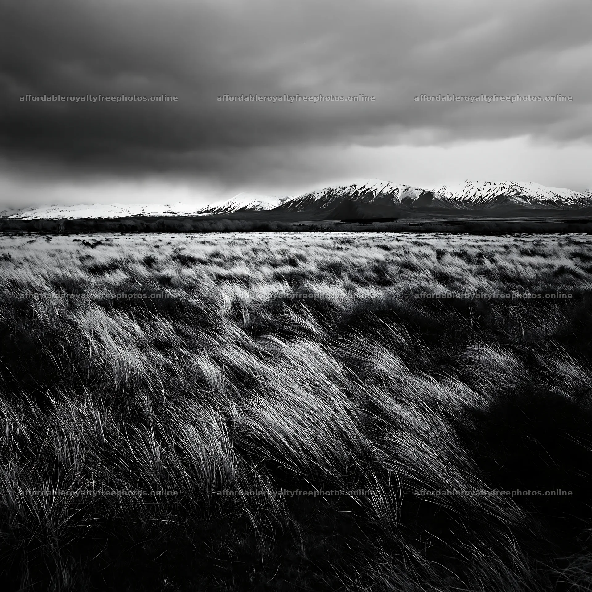 Snow-covered alps and tall grass in Lake Tekapo meadow – royalty-free photos 7938x7938