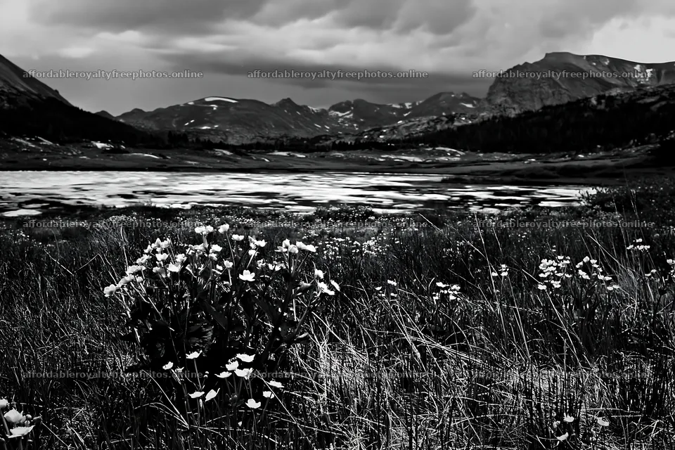 Frozen tarn meadow with yellow flowers and mountains in – royalty-free photos 9722x6480