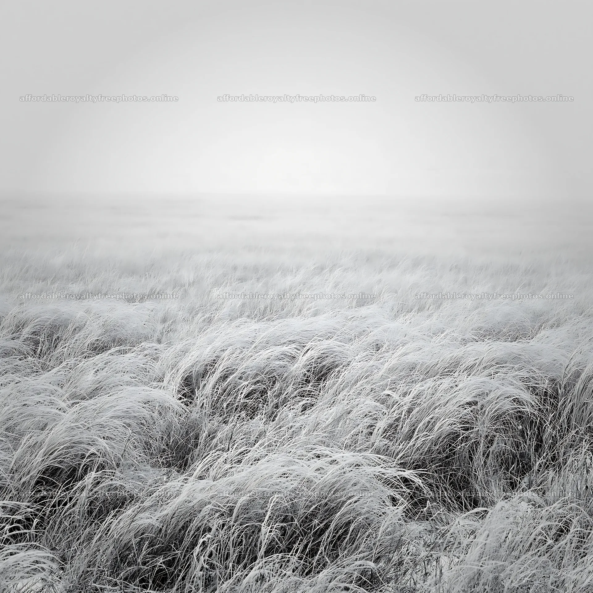 Meadow in whiteout conditions with distant silhouette – royalty-free photos 7938x7938