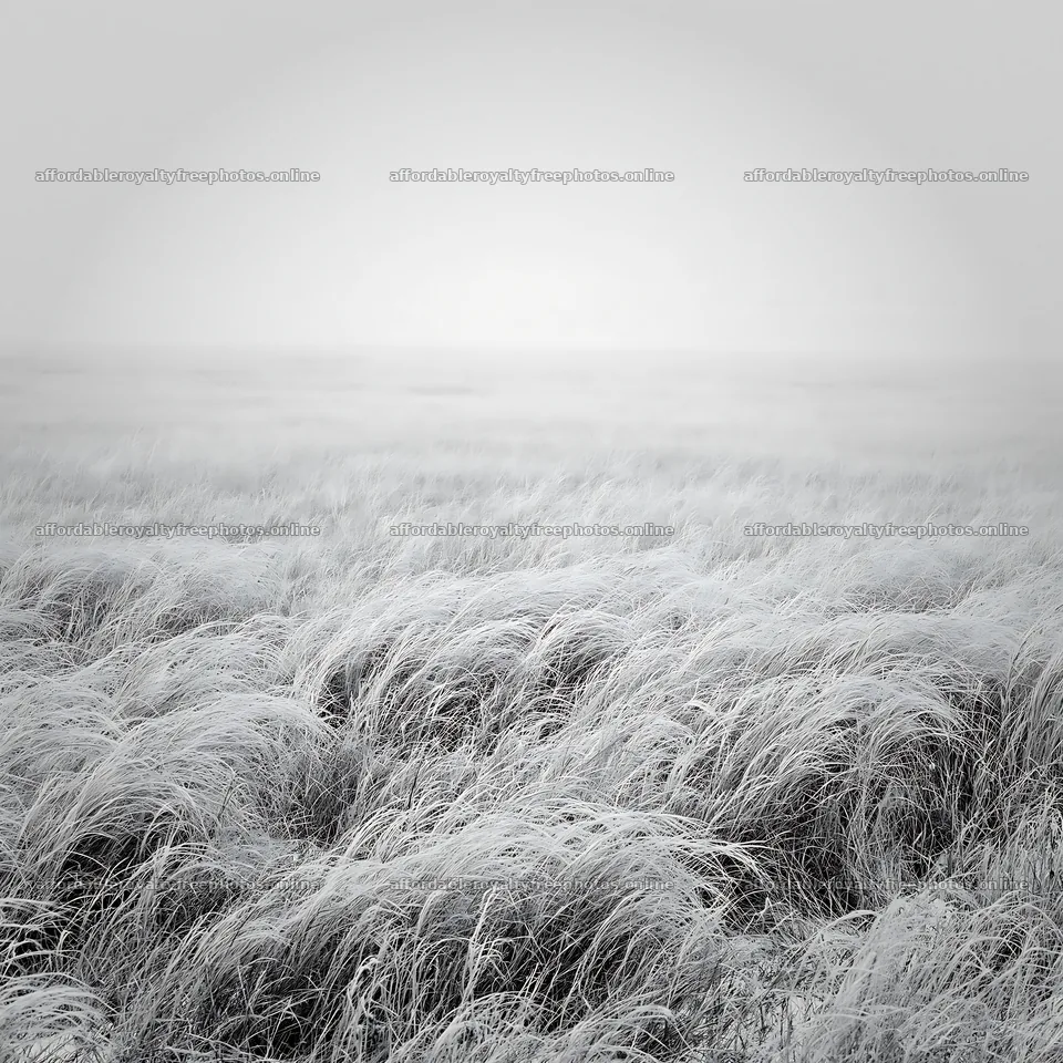 Meadow in whiteout conditions with distant silhouette – royalty-free photos 7938x7938