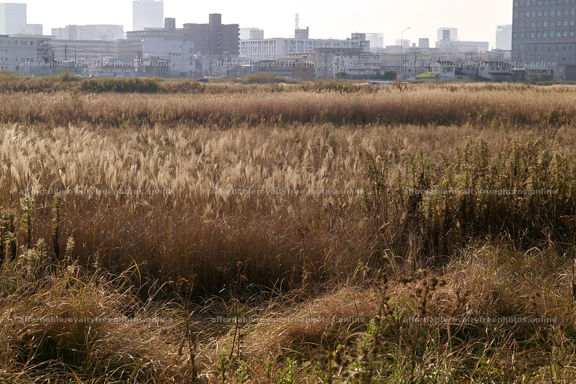 Tokyo urban biodiversity meadow with seedheads and city – royalty-free photos 9722x6480