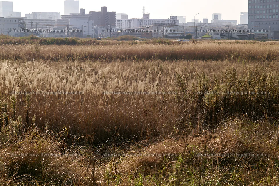 Tokyo urban biodiversity meadow with seedheads and city – royalty-free photos 9722x6480