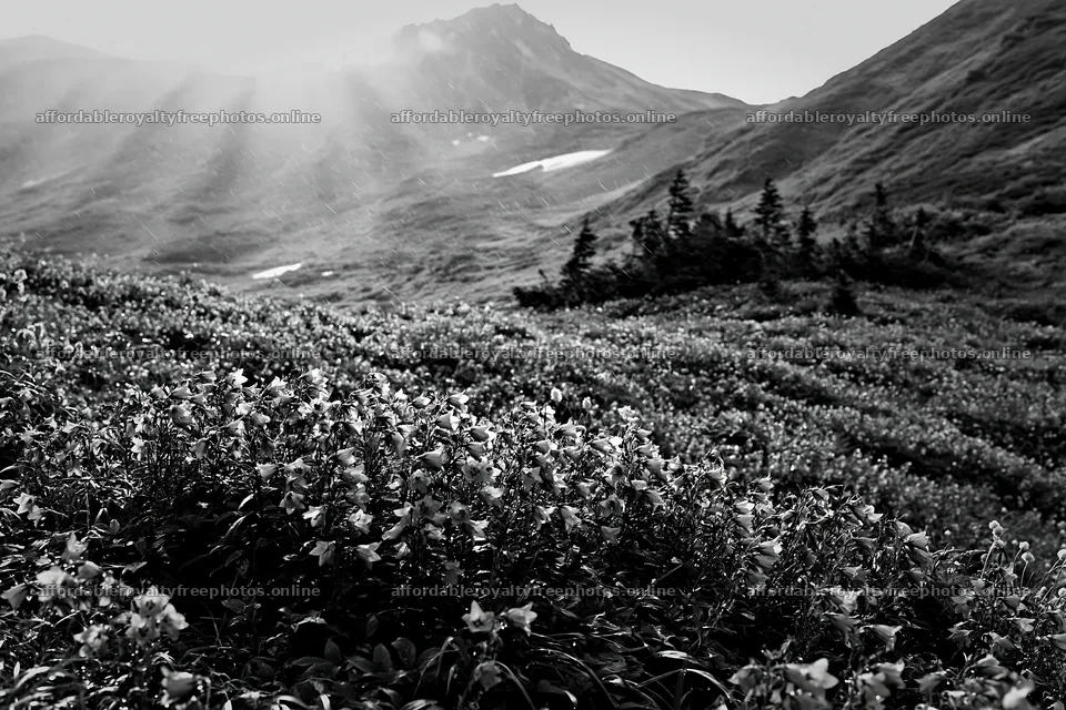 Daisetsuzan alpine meadow light rays enhance purple – royalty-free photos 9722x6480