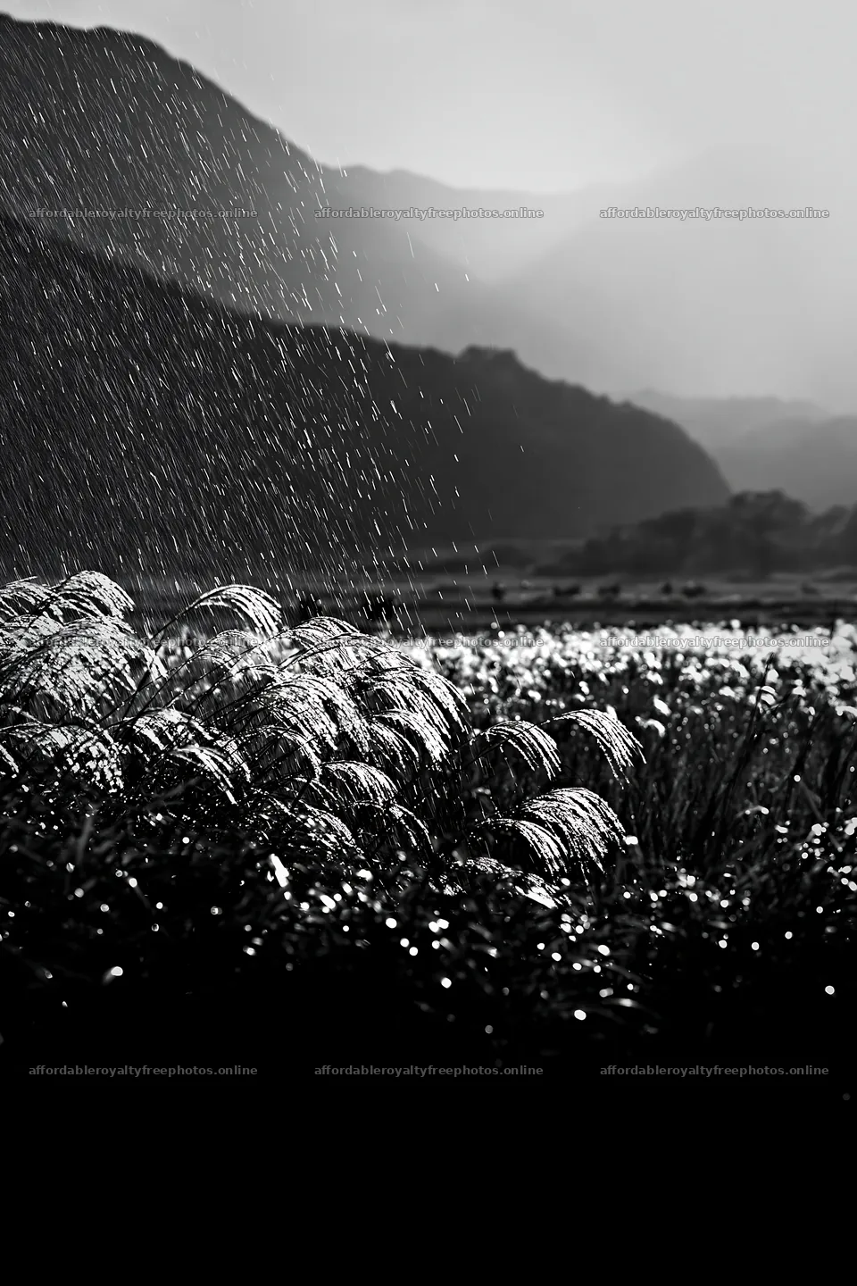 Dew drops on silver grass meadow in Nagano region – royalty-free photos 6480x9722