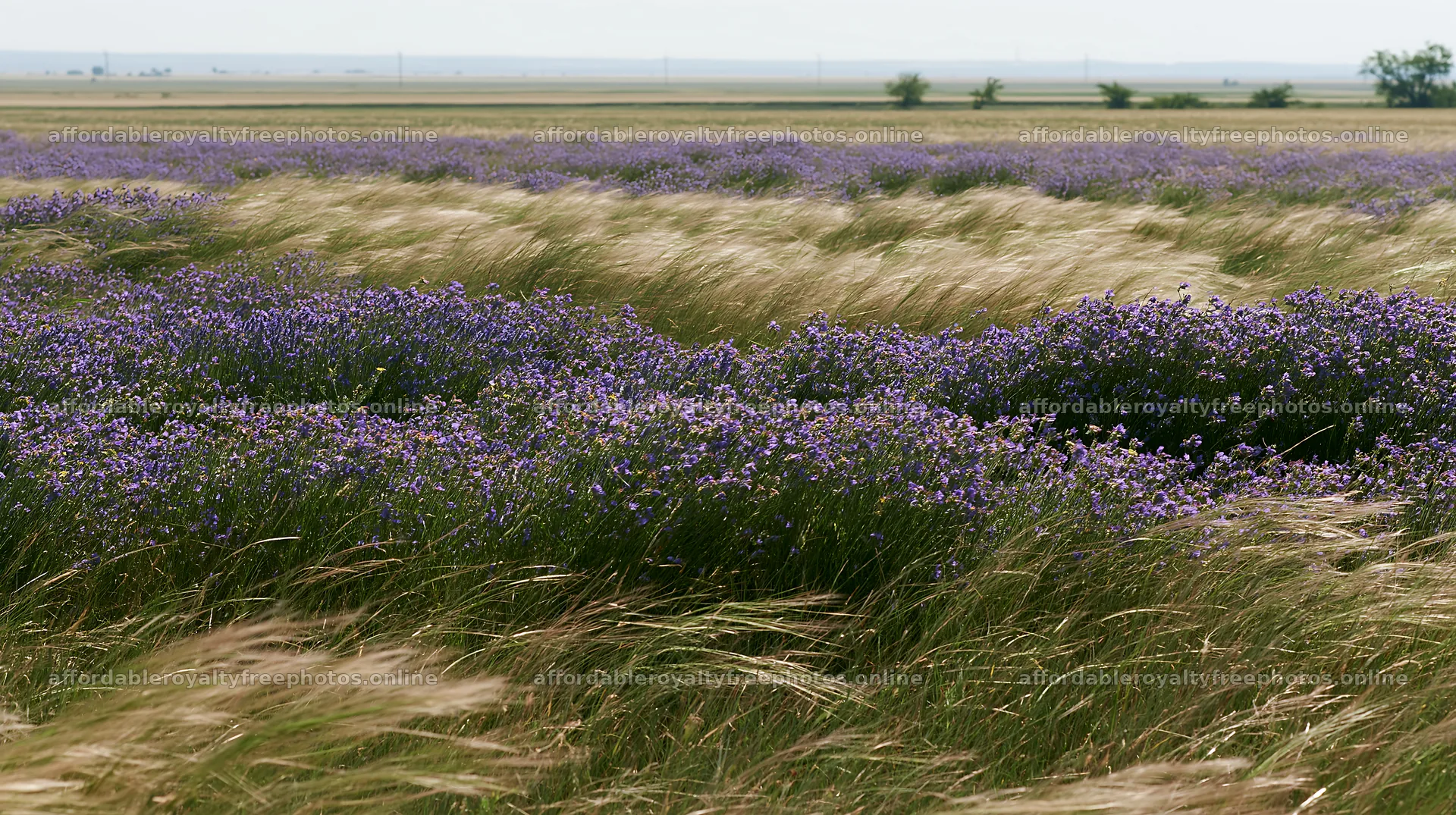 Climate-resilient meadow with wildflowers under sunny sky – royalty-free photos 10608x5938