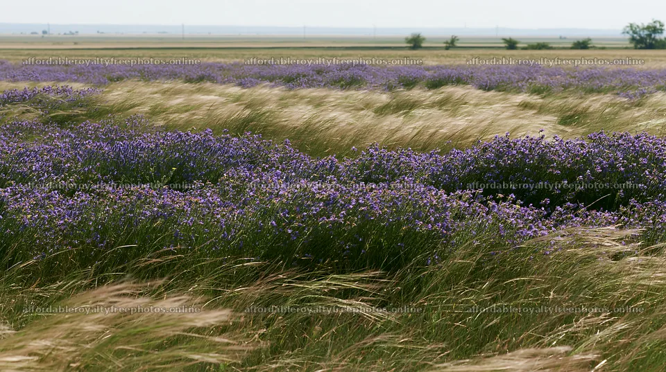 Climate-resilient meadow with wildflowers under sunny sky – royalty-free photos 10608x5938