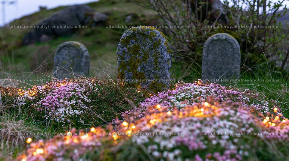 Apple tree meadow with wild thyme and lights during – royalty-free photos 10608x5938