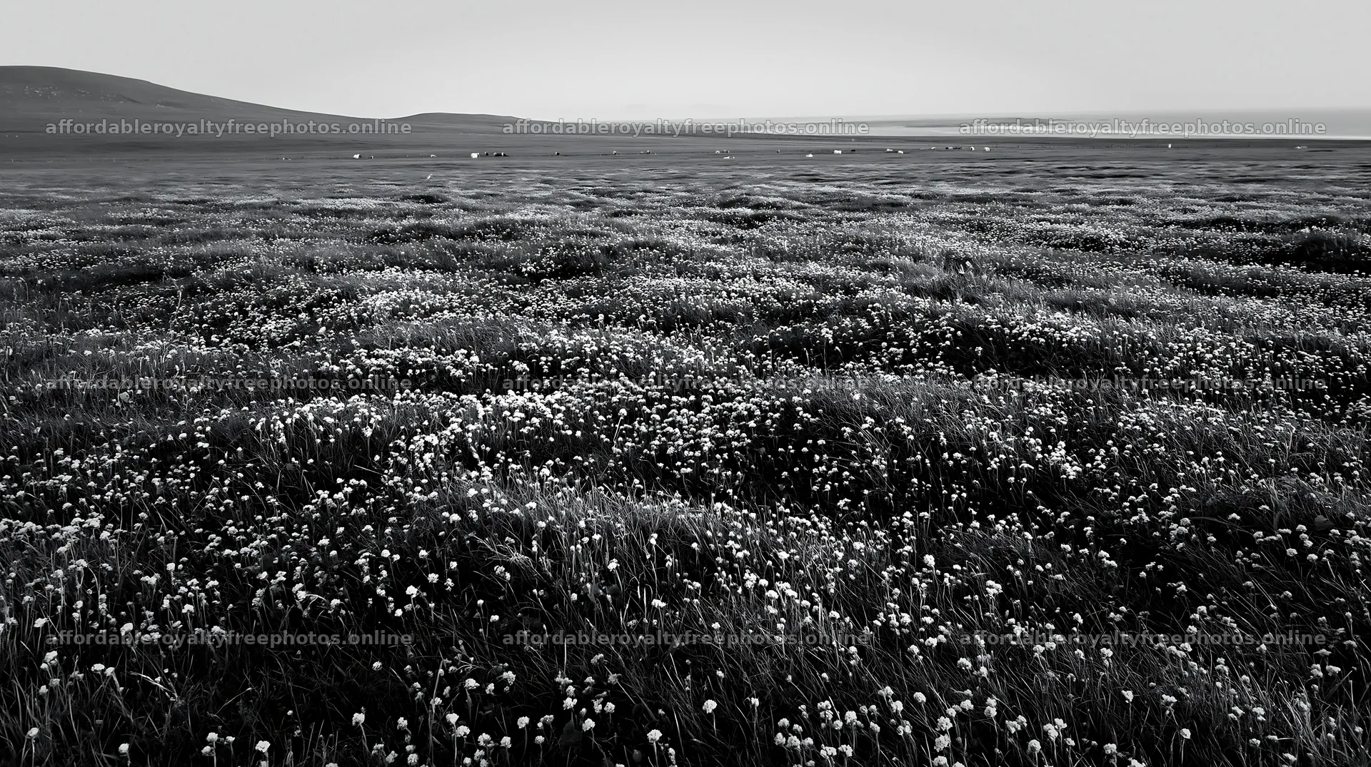 Silver dew meadow with grass and flowers under daylight – royalty-free photos 10608x5938