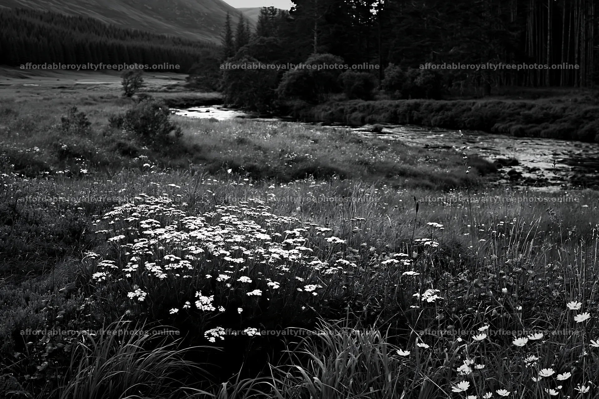Woodland meadow flower border beside stream in black and – royalty-free photos 9722x6480