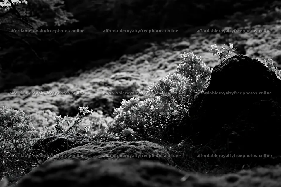 Miyagi spring recovery meadow mossy stone with flowers – royalty-free photos 9722x6480