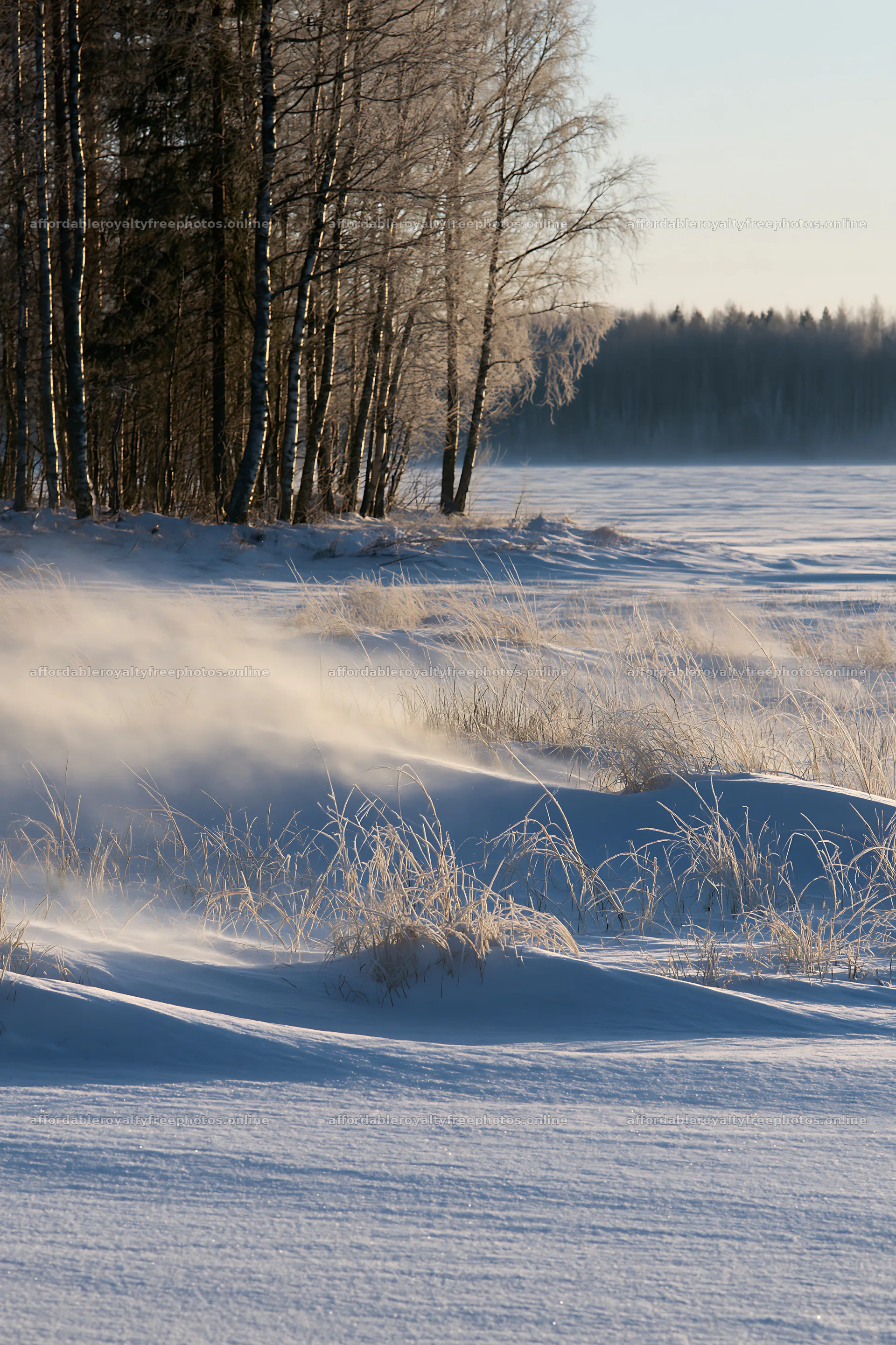 Snowy lakeside meadow with frosty grass and distant trees – royalty-free photos 6480x9722