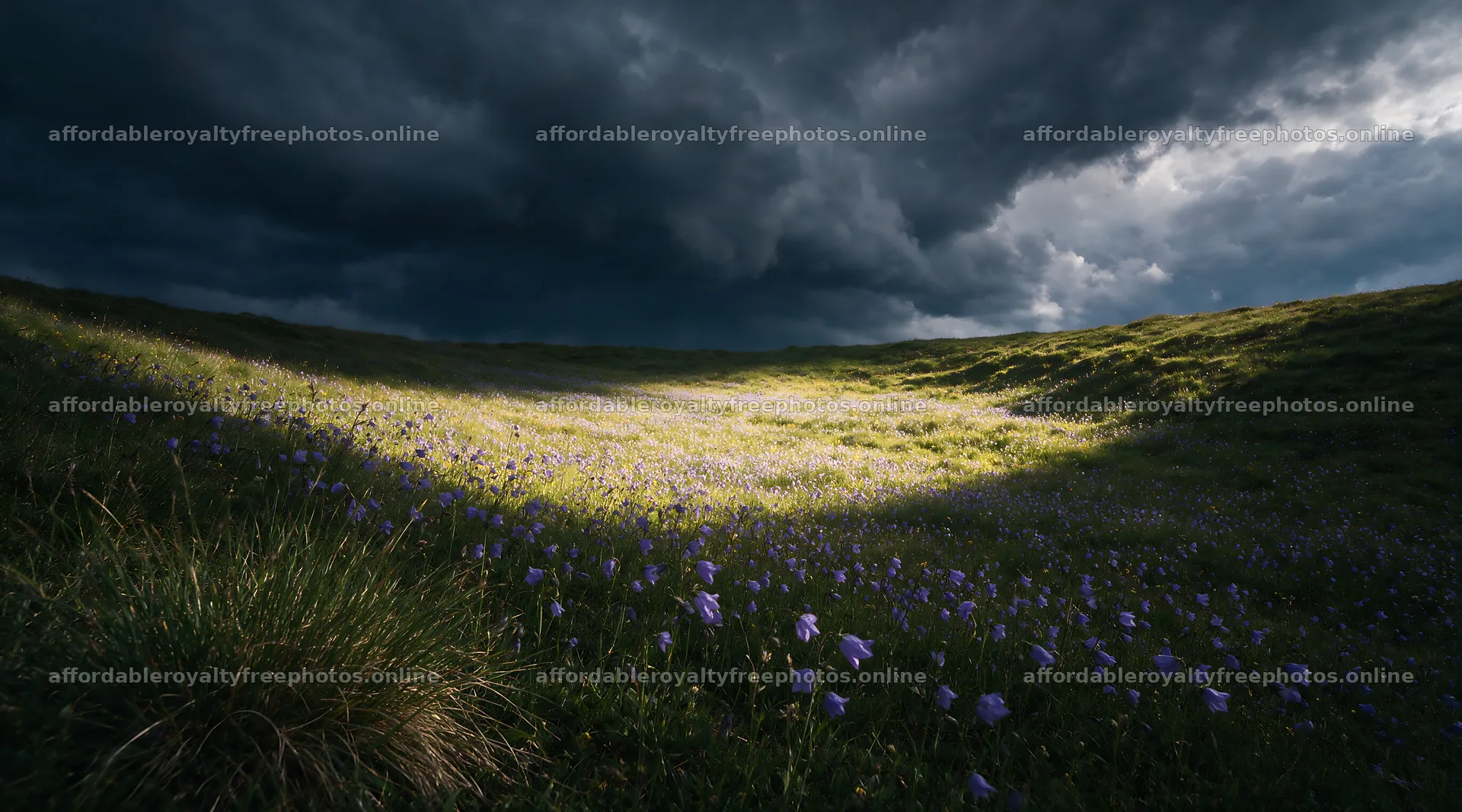 Campion bellflower meadow under a cloudy sky – royalty-free photos 10648x5916