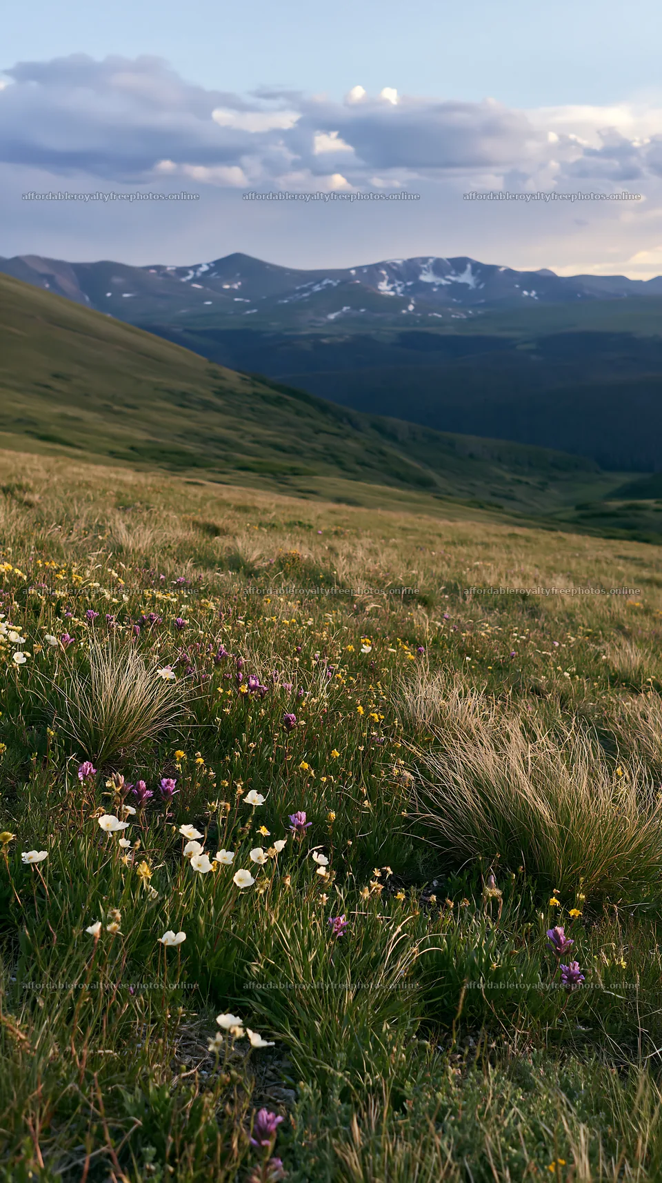 Meadow with wildflowers and mountains in the background – royalty-free photos 5938x10608