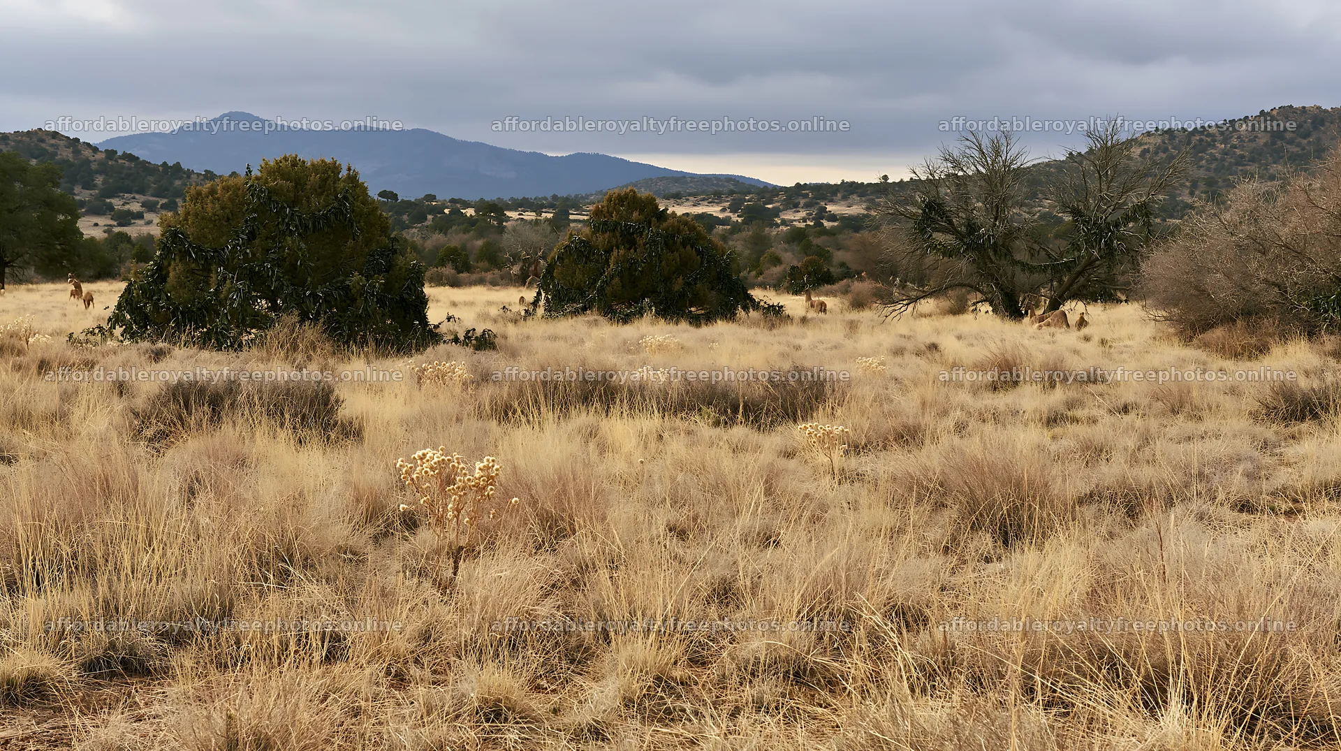 Expansive Christmas meadow drought tolerant stems and – royalty-free photos 10608x5938