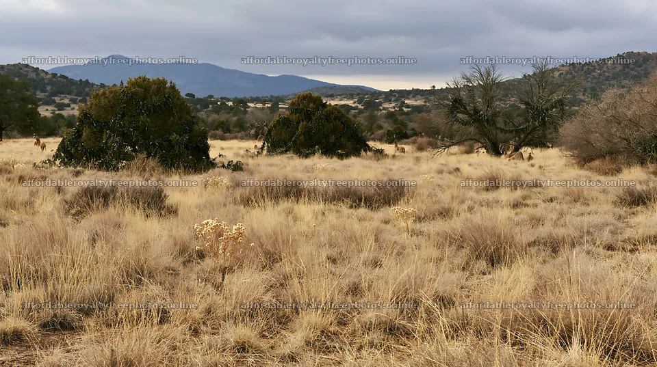 Expansive Christmas meadow drought tolerant stems and – royalty-free photos 10608x5938