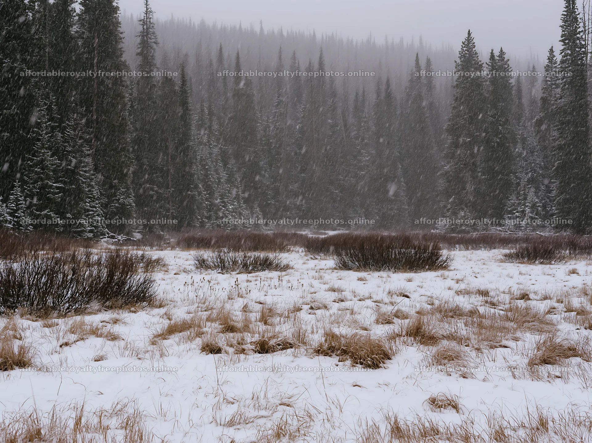Snowy meadow in Rocky Mountain Park with tall trees – royalty-free photos 9174x6866
