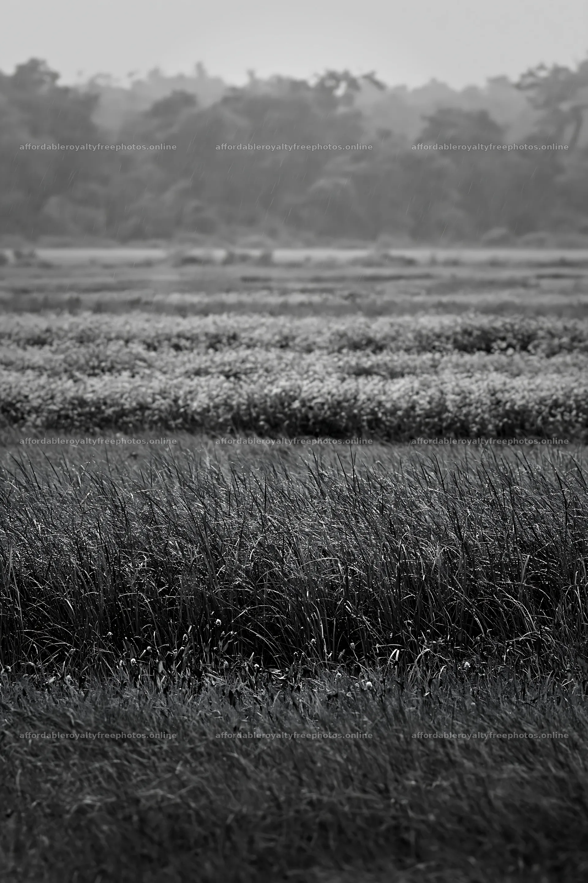 Kochi monsoon meadow with beaded grasses in the rain – royalty-free photos 6480x9722
