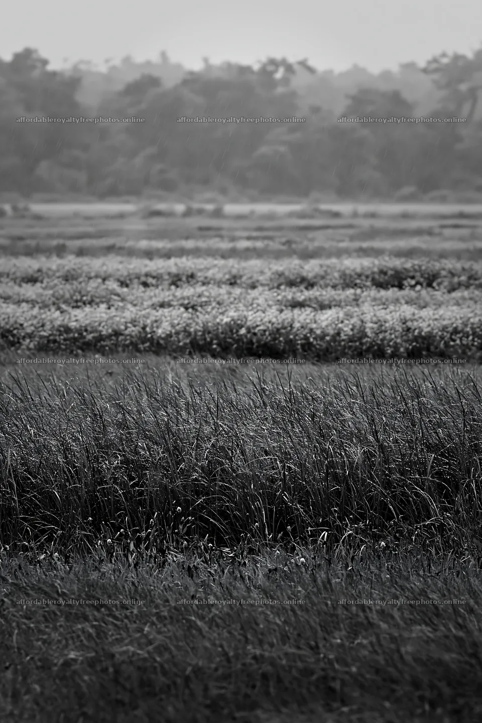 Kochi monsoon meadow with beaded grasses in the rain – royalty-free photos 6480x9722