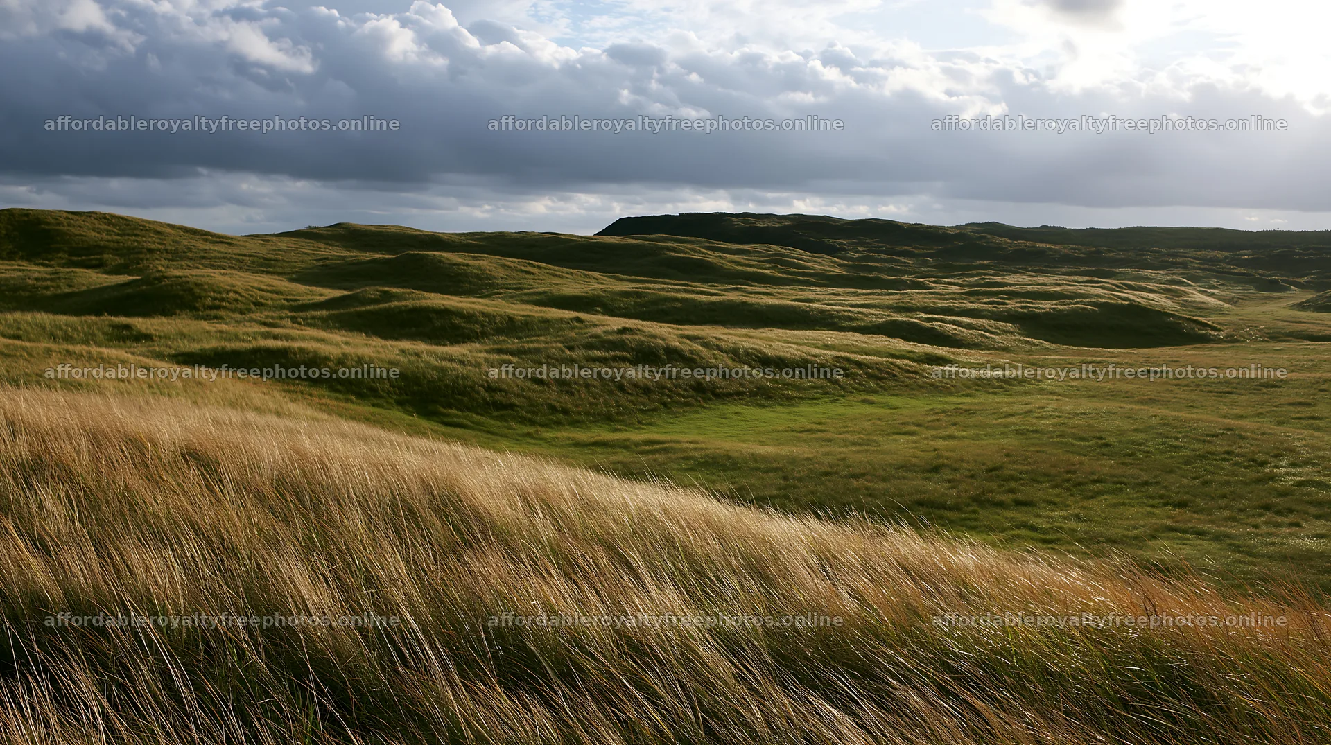 Tottori windy meadow with dune grasses features swaying – royalty-free photos 10608x5938