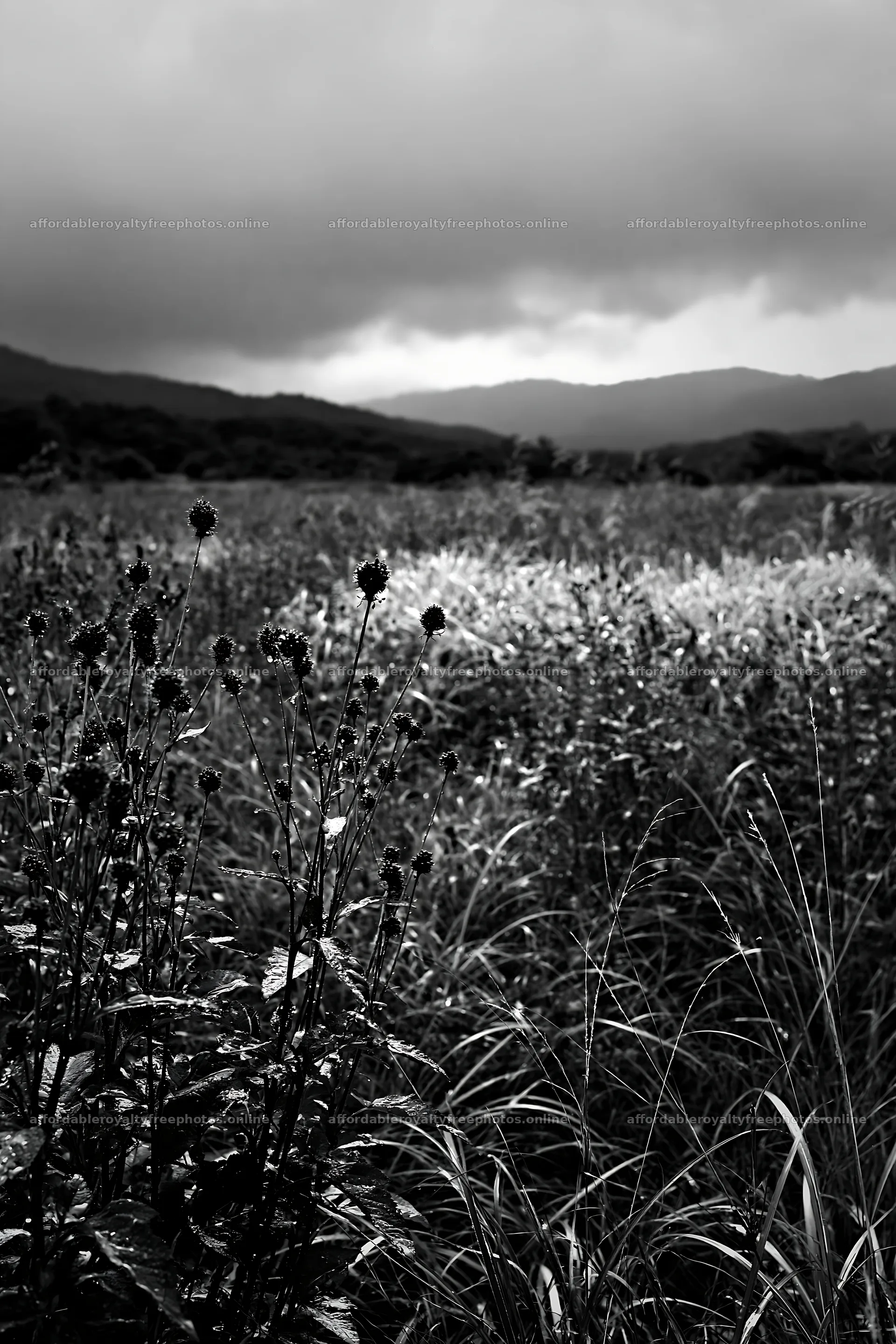 Iwate meadow with seedheads and distant hills after rain – royalty-free photos 6480x9722