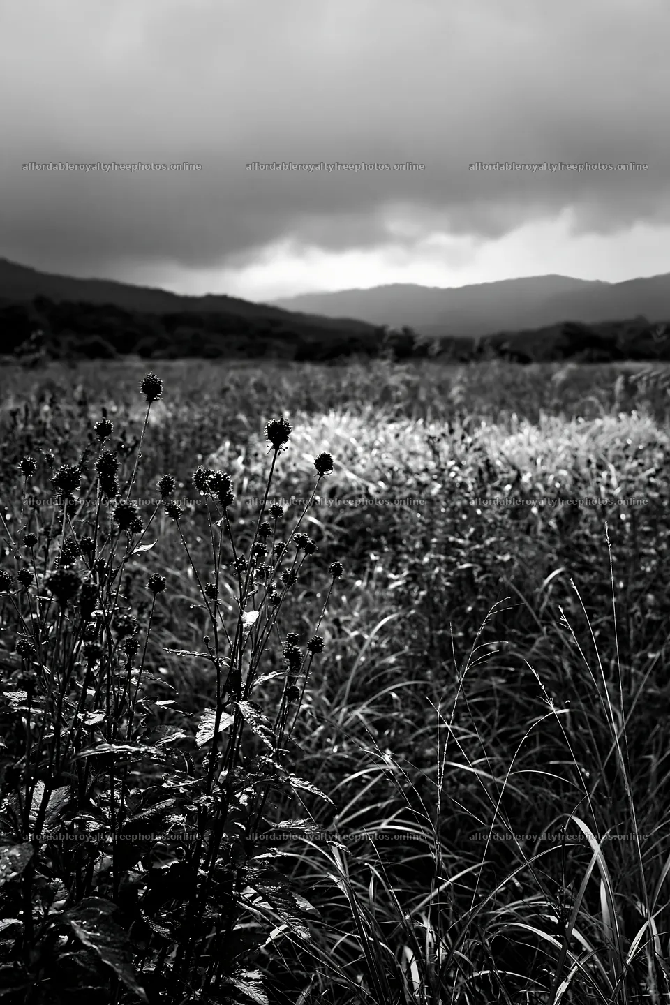 Iwate meadow with seedheads and distant hills after rain – royalty-free photos 6480x9722