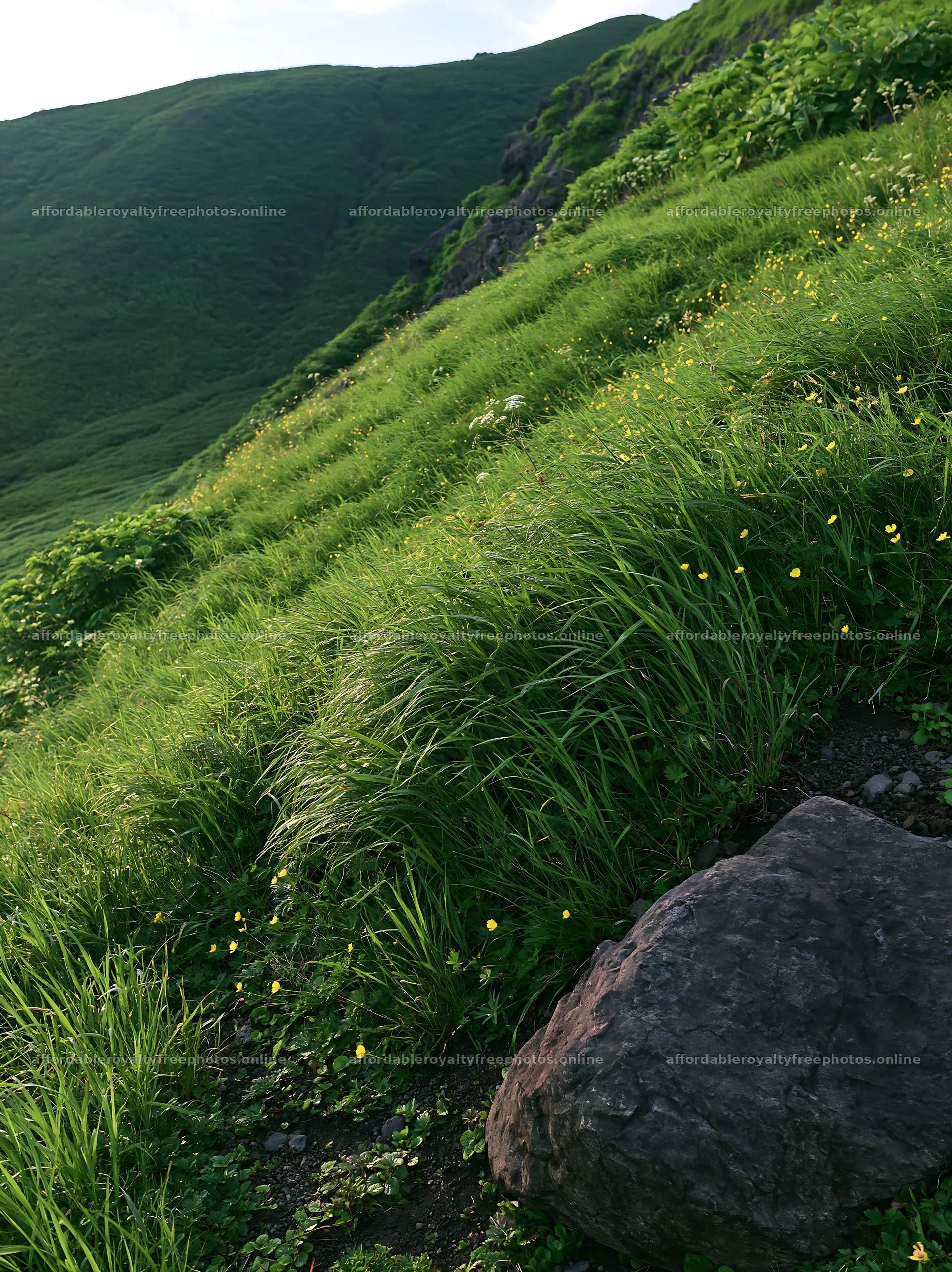 Aomori climate resilient meadow with boulder – royalty-free photos 6866x9174