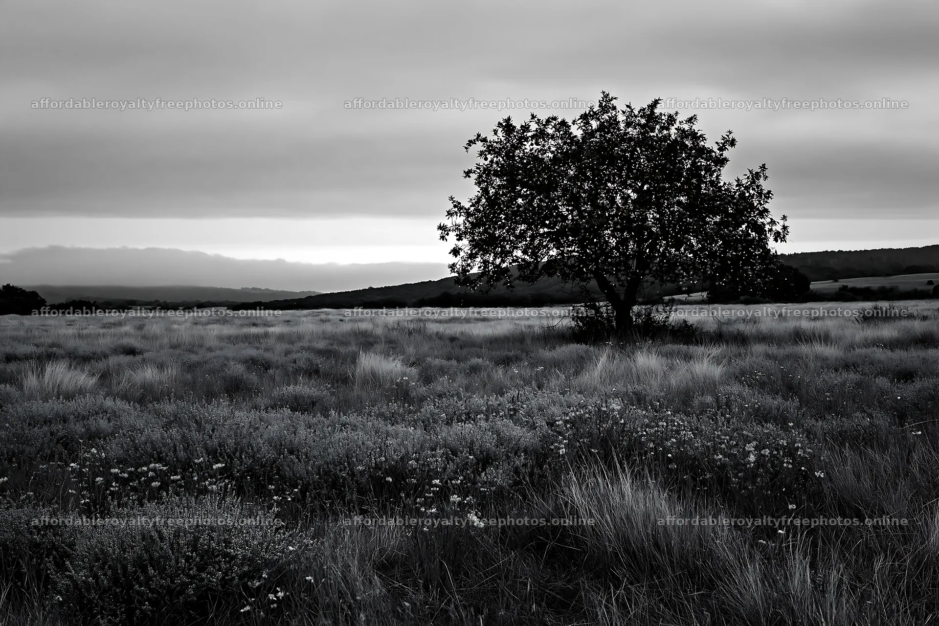 Apple tree in a meadow with thyme in early winter light – royalty-free photos 9722x6480