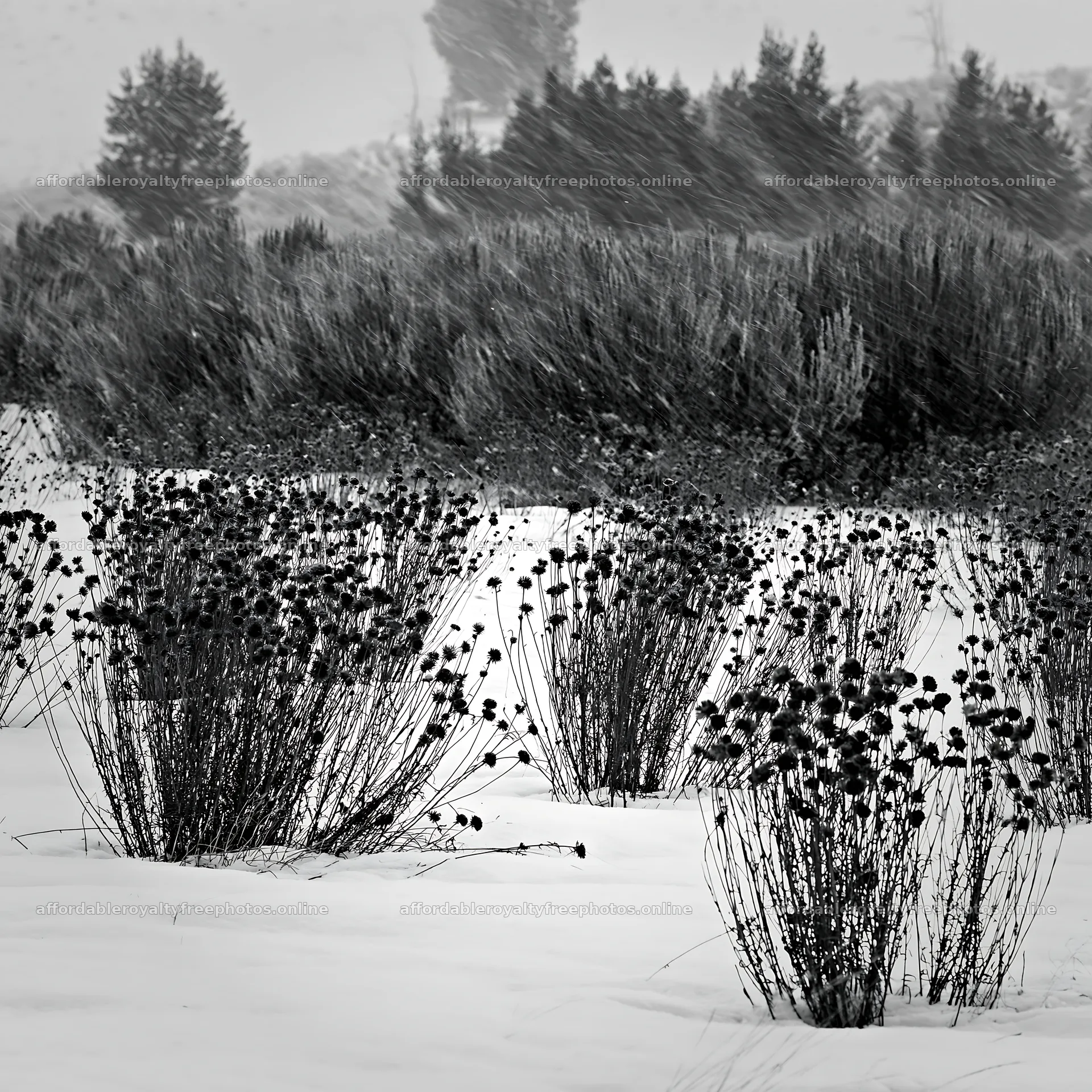 Snowbound meadow with plants in winter weather – royalty-free photos 7938x7938