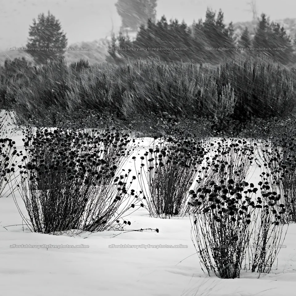 Snowbound meadow with plants in winter weather – royalty-free photos 7938x7938