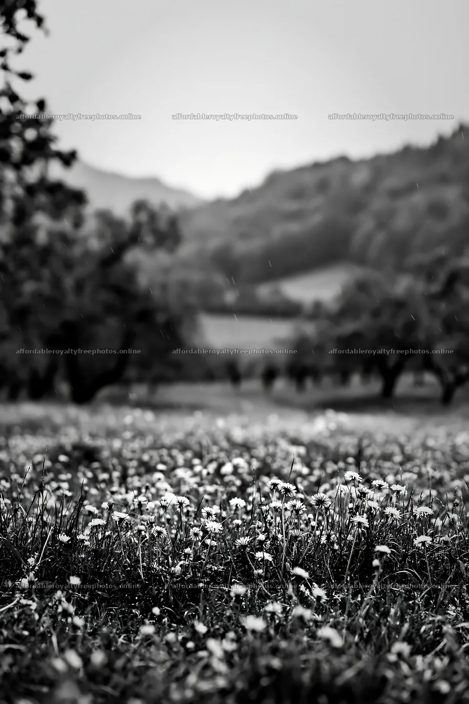 Dandelion meadow with orchard and hills in the background – royalty-free photos 6480x9722